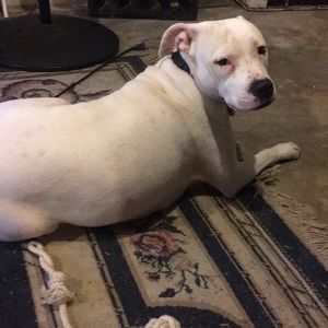 Meet your Posher, William